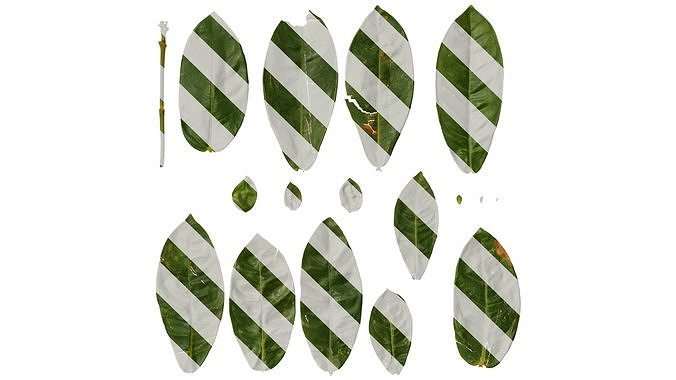 Anydrafts Ixora chinensis Leaf 01 Texture