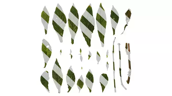 Anydrafts Justicia brandegeeana Leaf 02