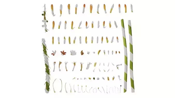 Anydrafts Kniphofia uvaria Atlas 01