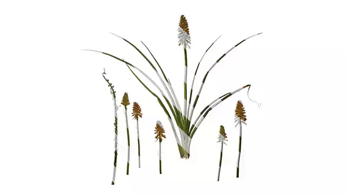 Anydrafts Kniphofia uvaria Atlas 02