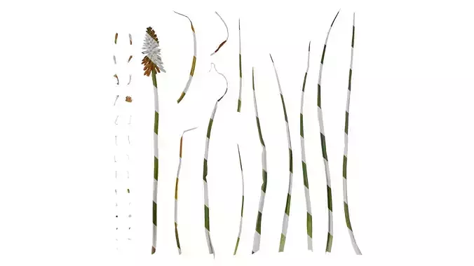 Anydrafts Kniphofia uvaria Atlas 03