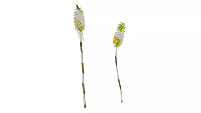 Anydrafts Kniphofia uvaria Flower 01