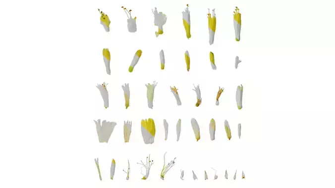 Anydrafts Kniphofia uvaria Flower 02