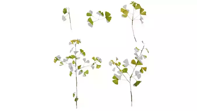 Anydrafts Ginkgo biloba Atlas 20