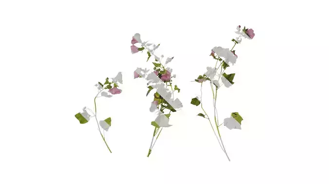 Anydrafts Lavatera trimestris Atlas 01 Texture