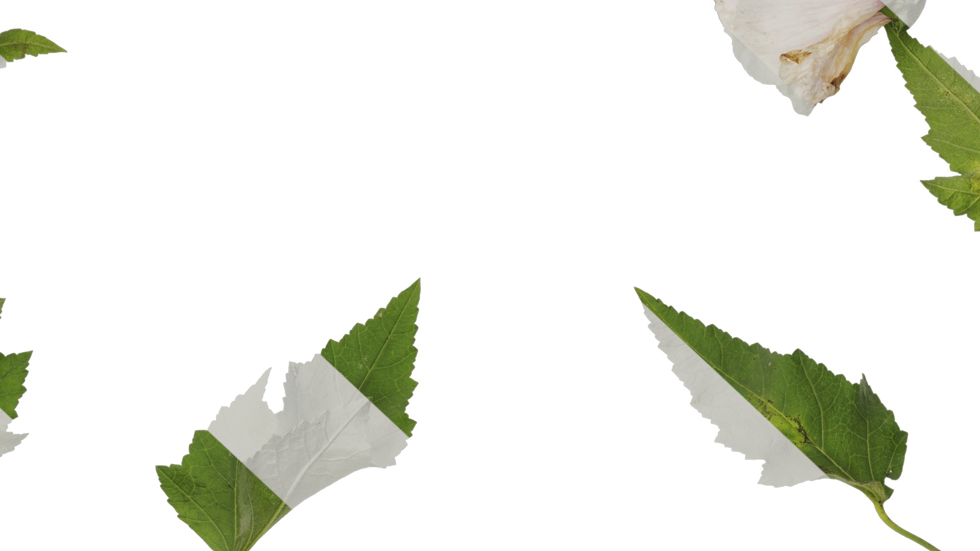 Anydrafts Lavatera trimestris Atlas 02 Texture_7