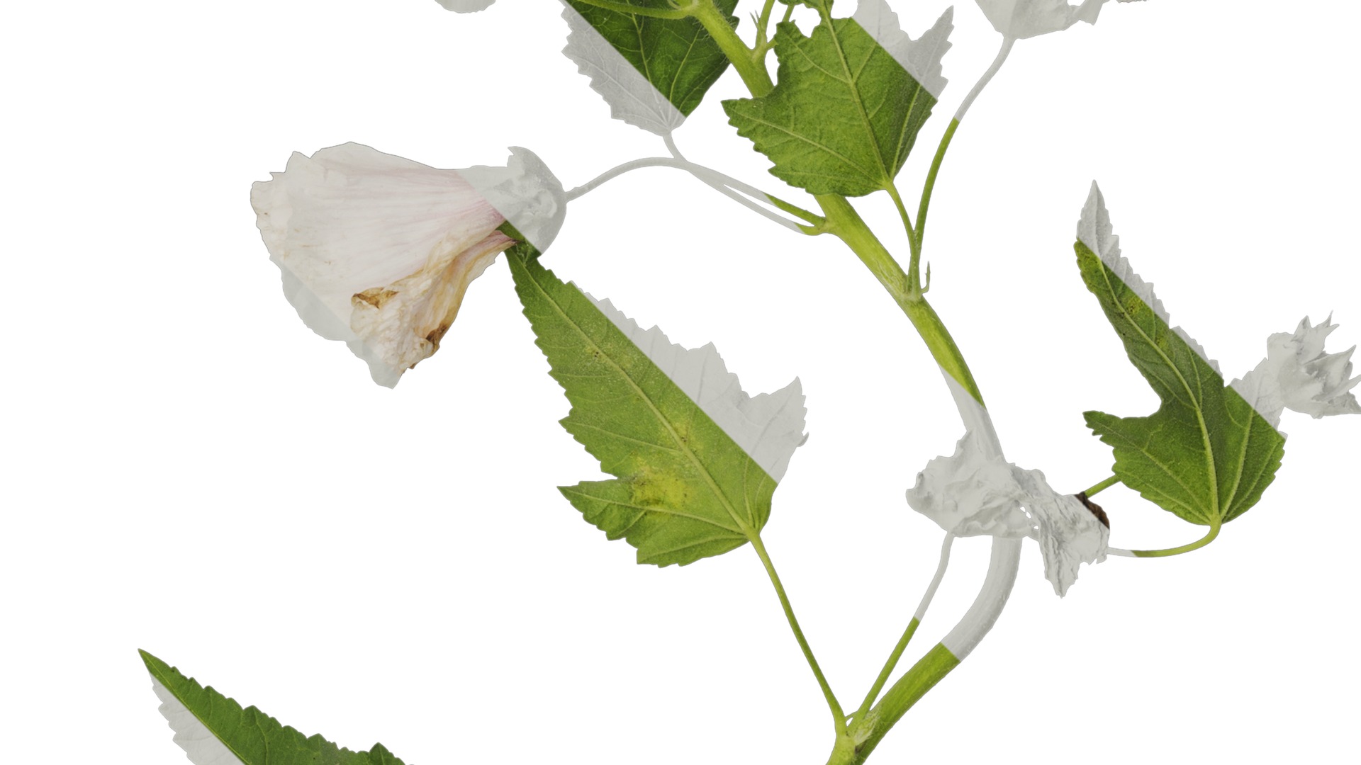 Anydrafts Lavatera trimestris Atlas 02 Texture_4