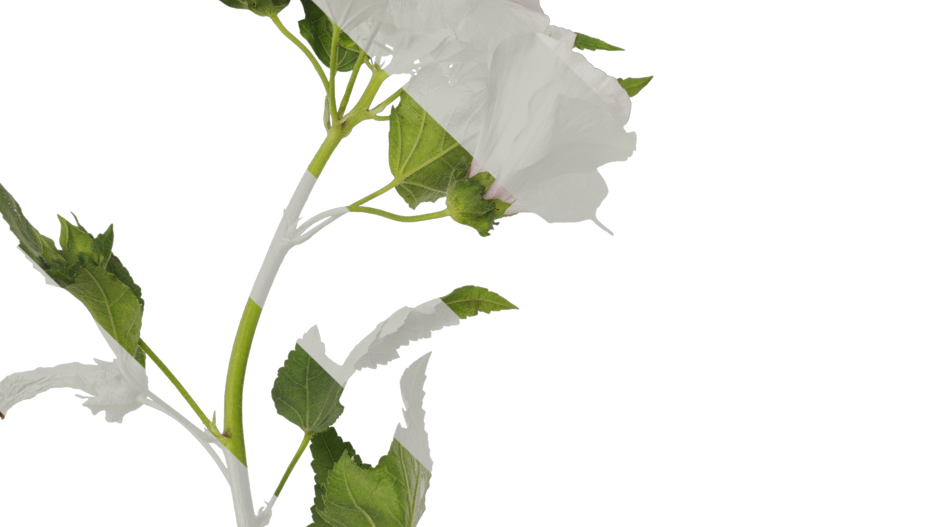 Anydrafts Lavatera trimestris Atlas 02 Texture_3