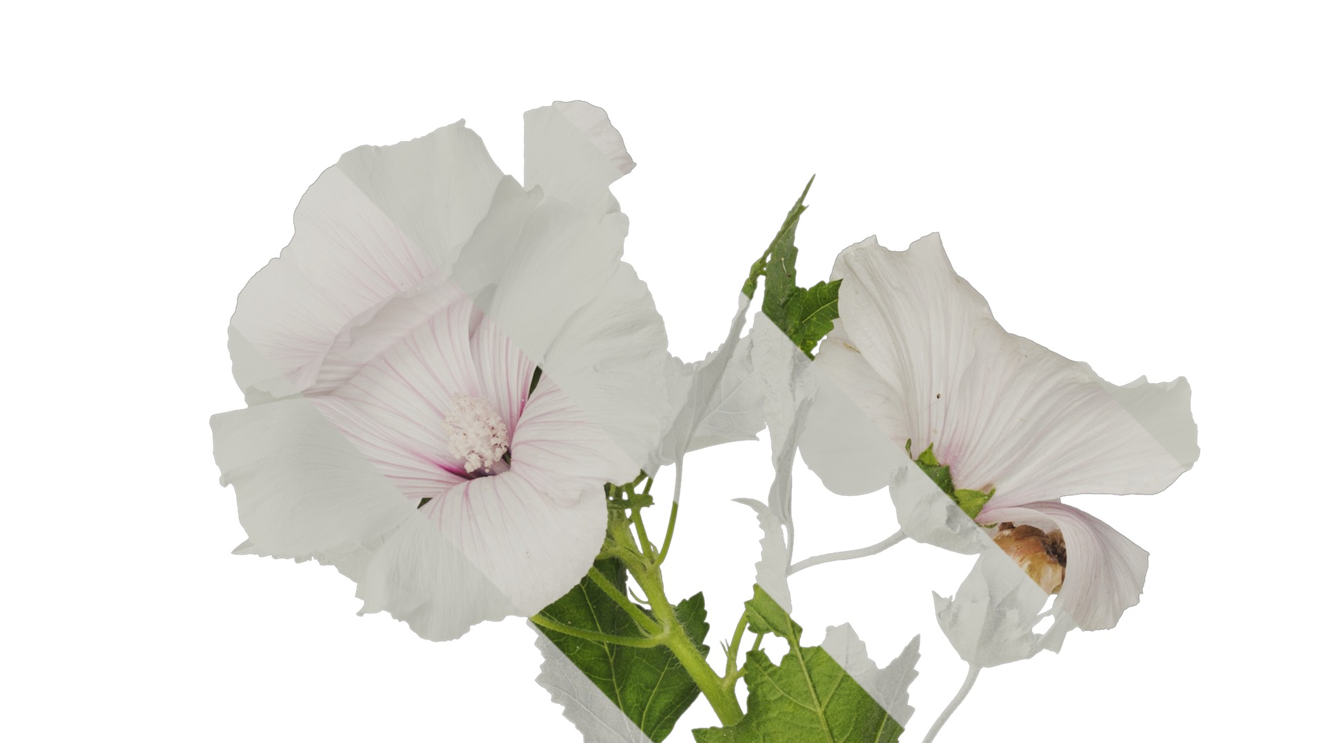 Anydrafts Lavatera trimestris Atlas 02 Texture_2