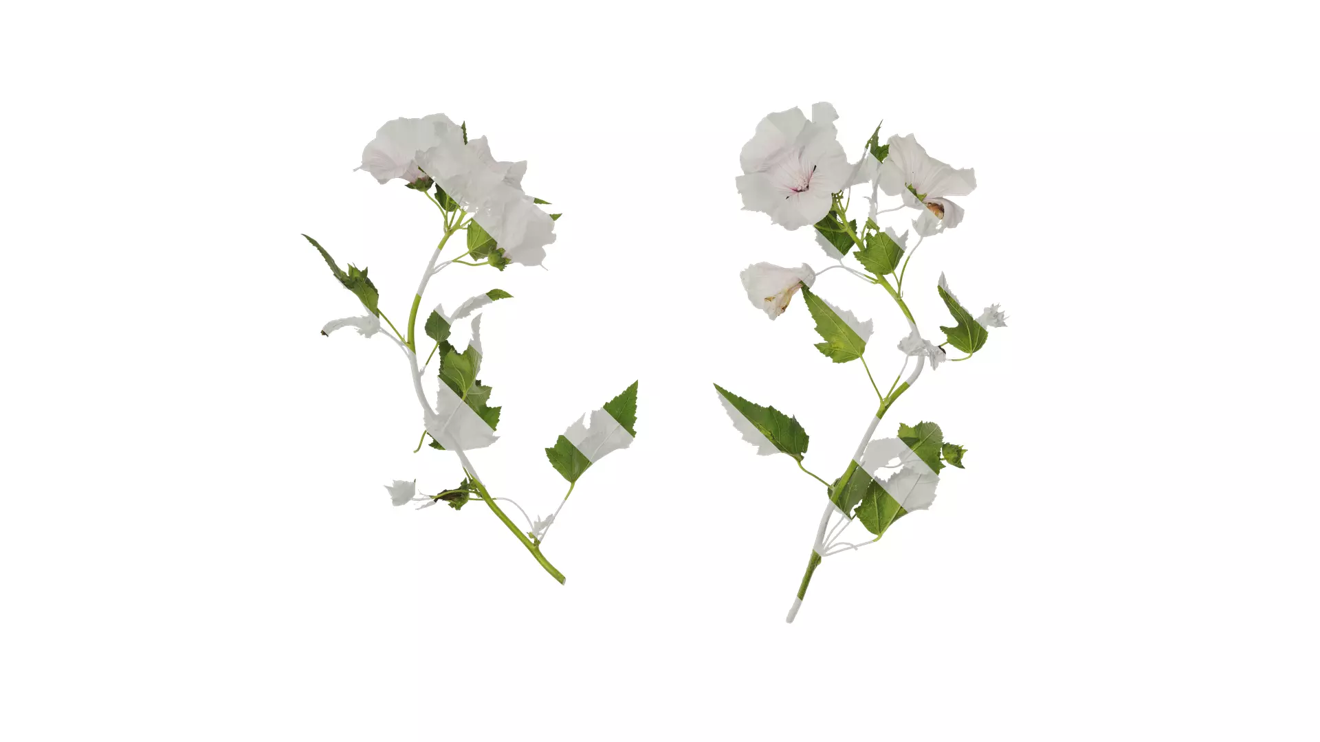 Anydrafts Lavatera trimestris Atlas 02 Texture_0