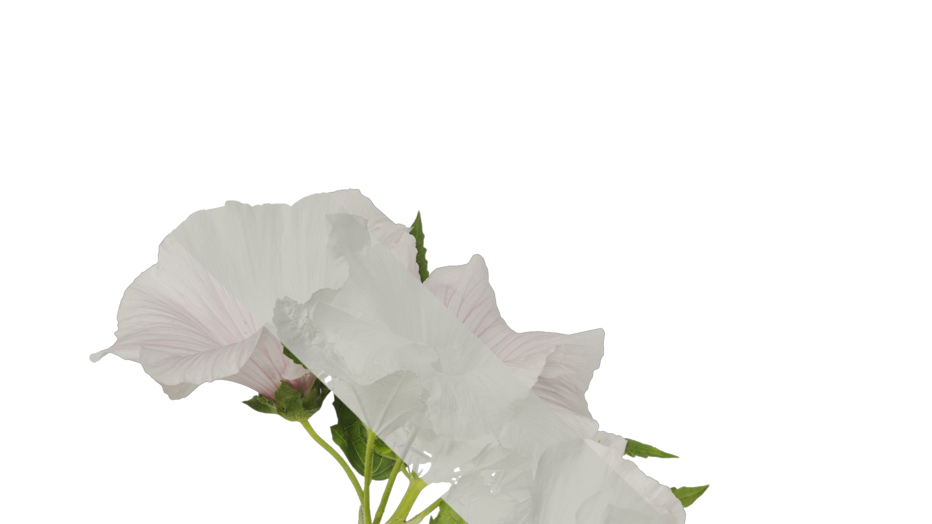 Anydrafts Lavatera trimestris Atlas 02 Texture_1