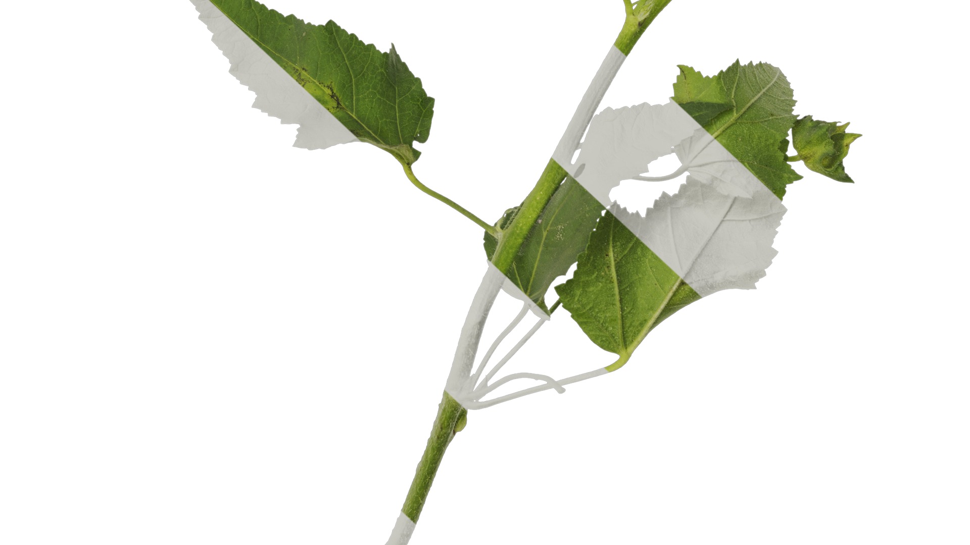 Anydrafts Lavatera trimestris Atlas 02 Texture_6