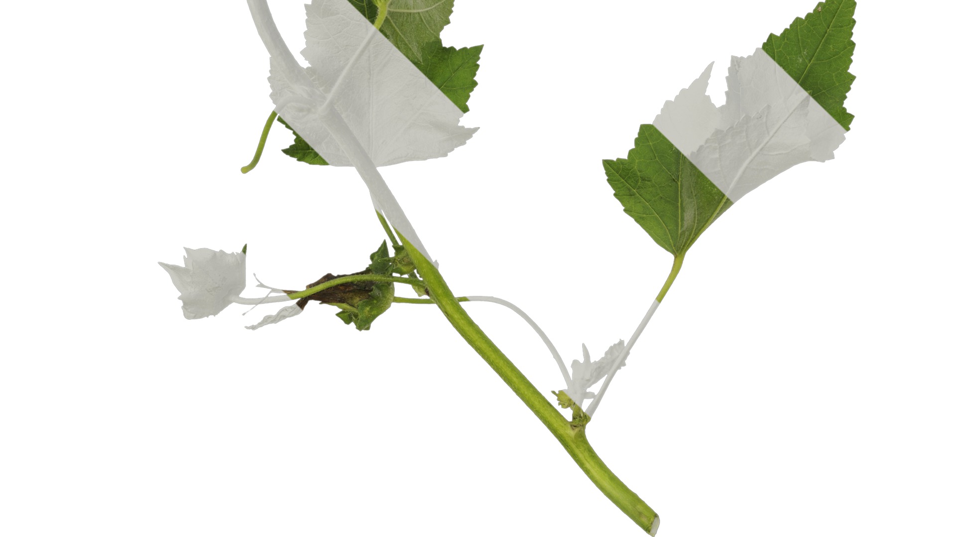 Anydrafts Lavatera trimestris Atlas 02 Texture_5