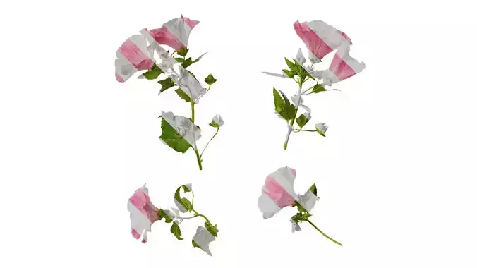 Anydrafts Lavatera trimestris Atlas 03 Texture
