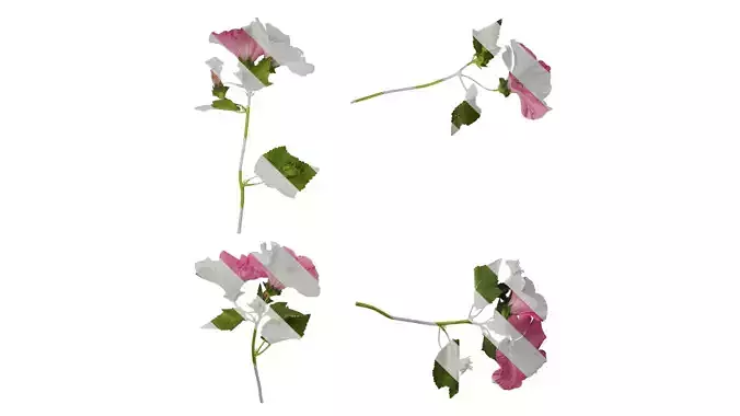 Anydrafts Lavatera trimestris Atlas 04 Texture
