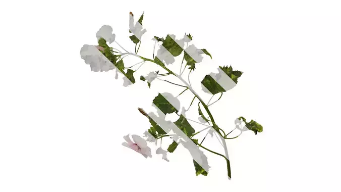 Anydrafts Lavatera trimestris Atlas 05 Texture