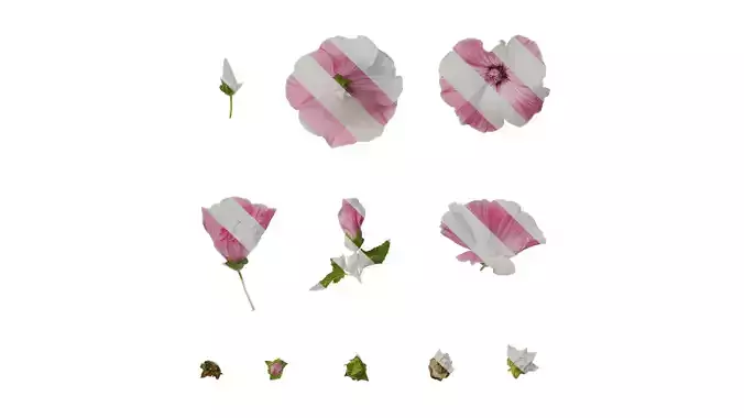 Anydrafts Lavatera trimestris Flower 01 Texture