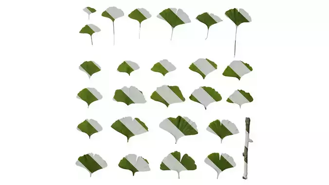 Anydrafts Ginkgo biloba Leaf 06 Texture