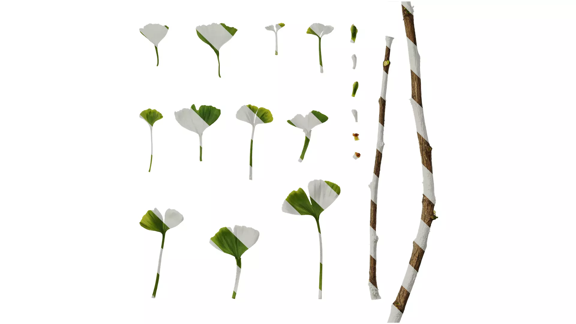 Anydrafts Ginkgo biloba Leaf 15 Texture