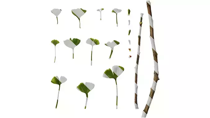 Anydrafts Ginkgo biloba Leaf 15 Texture