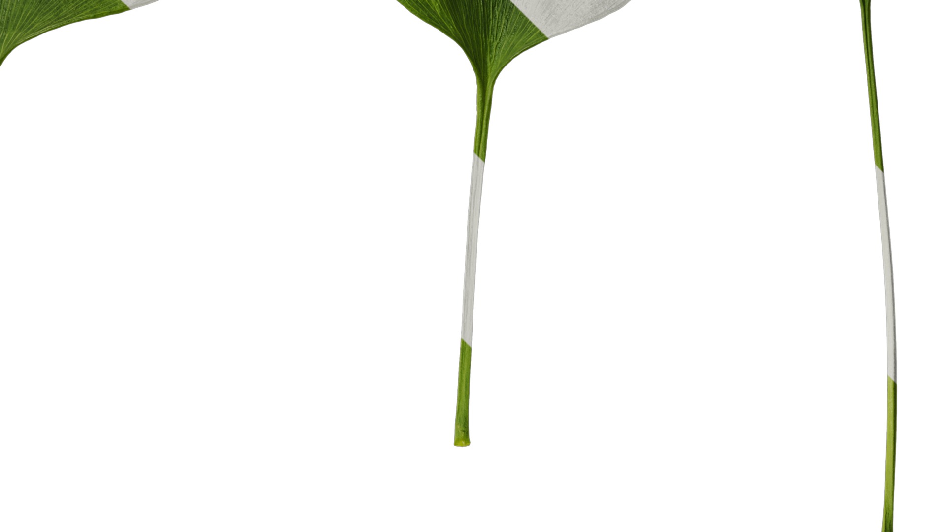 Anydrafts Ginkgo biloba Leaf 16 Texture_2