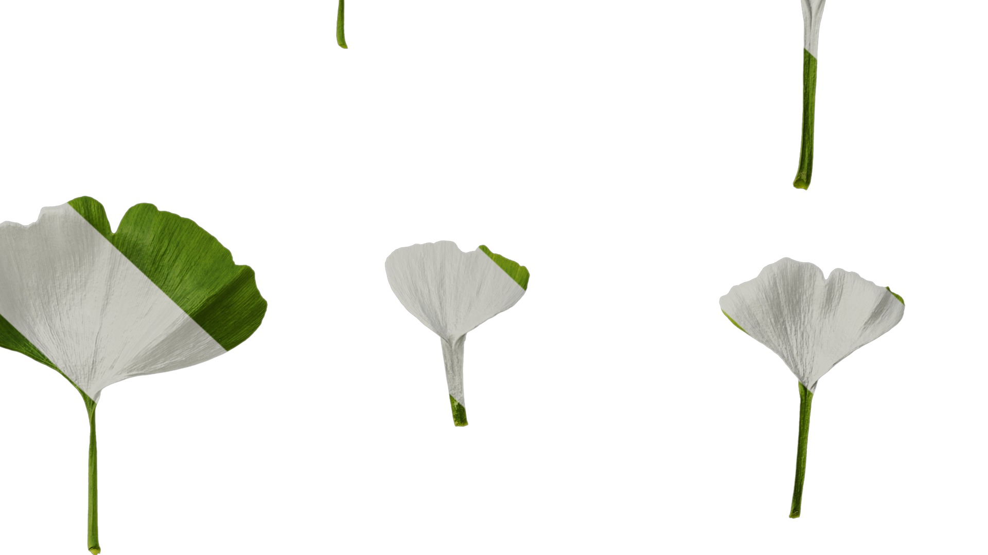 Anydrafts Ginkgo biloba Leaf 16 Texture_6