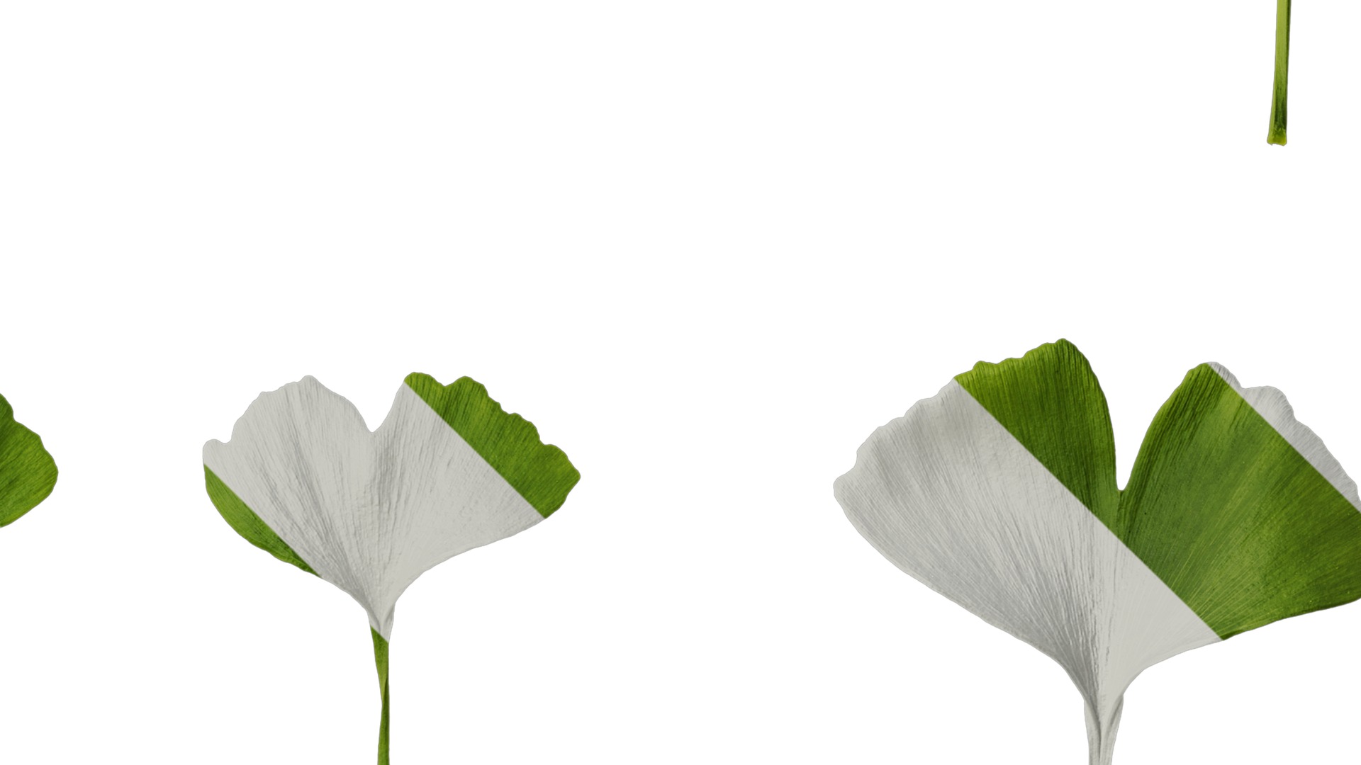 Anydrafts Ginkgo biloba Leaf 16 Texture_4