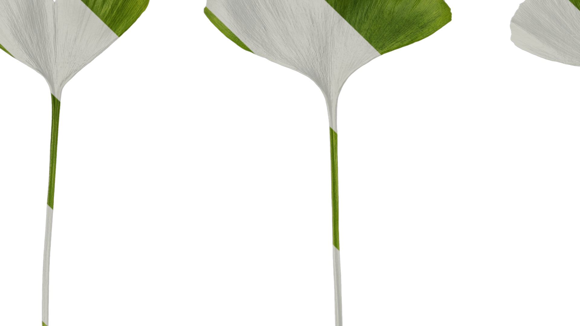 Anydrafts Ginkgo biloba Leaf 16 Texture_1