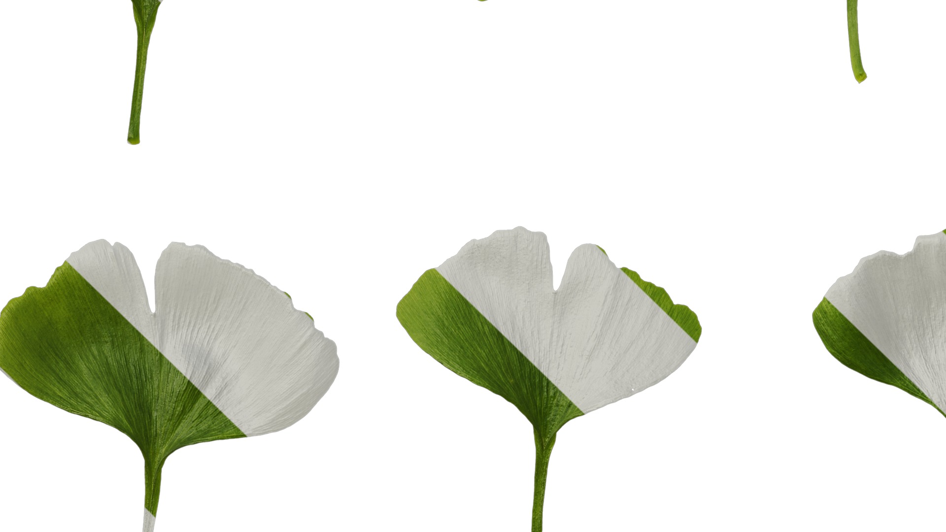 Anydrafts Ginkgo biloba Leaf 16 Texture_5