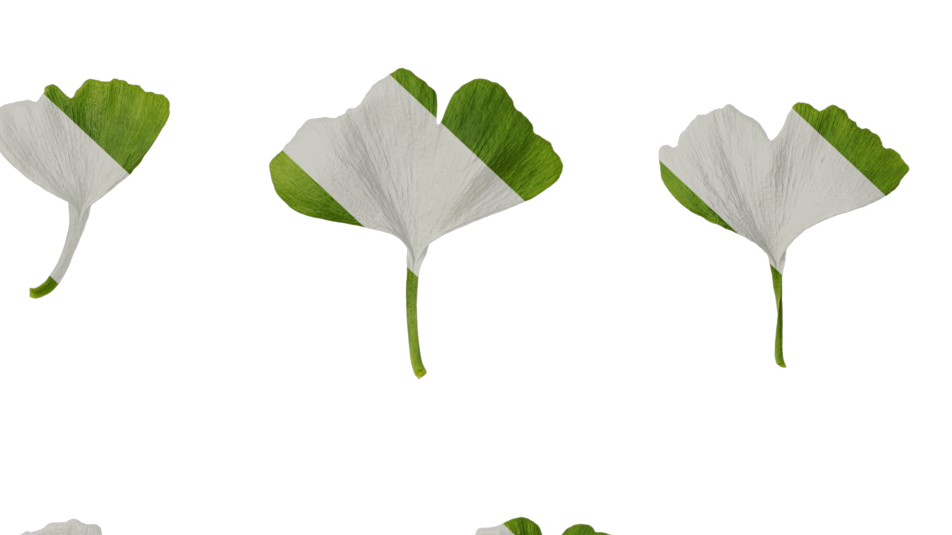 Anydrafts Ginkgo biloba Leaf 16 Texture_7