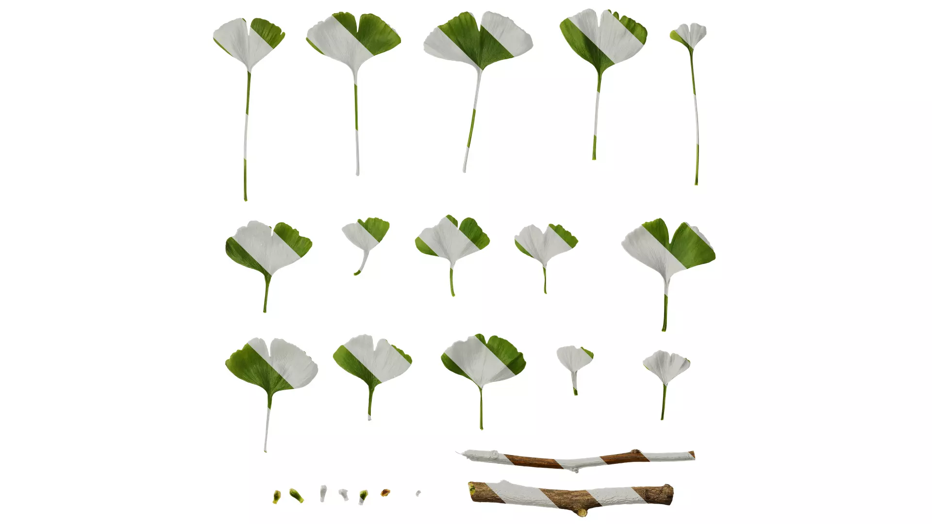 Anydrafts Ginkgo biloba Leaf 16 Texture_0