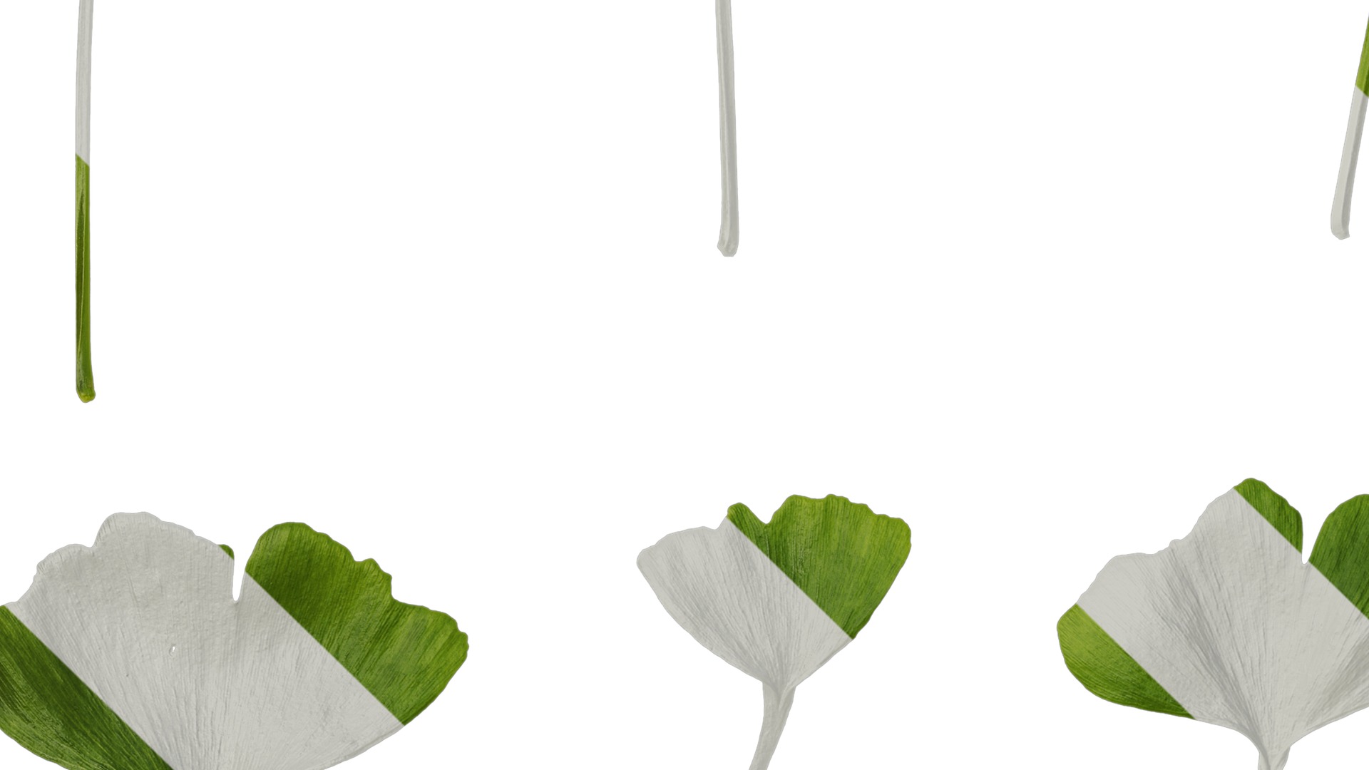 Anydrafts Ginkgo biloba Leaf 16 Texture_3