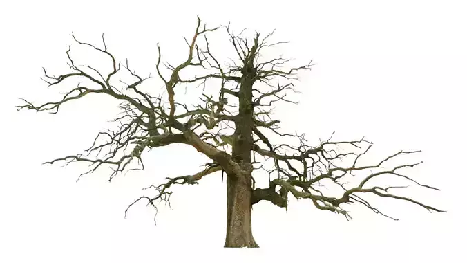 600-year-old dead oak - ENT 09