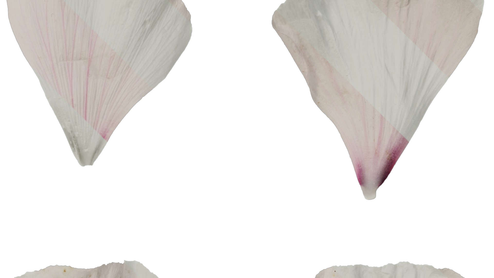 Anydrafts Lavatera trimestris Flower 04 Texture_2