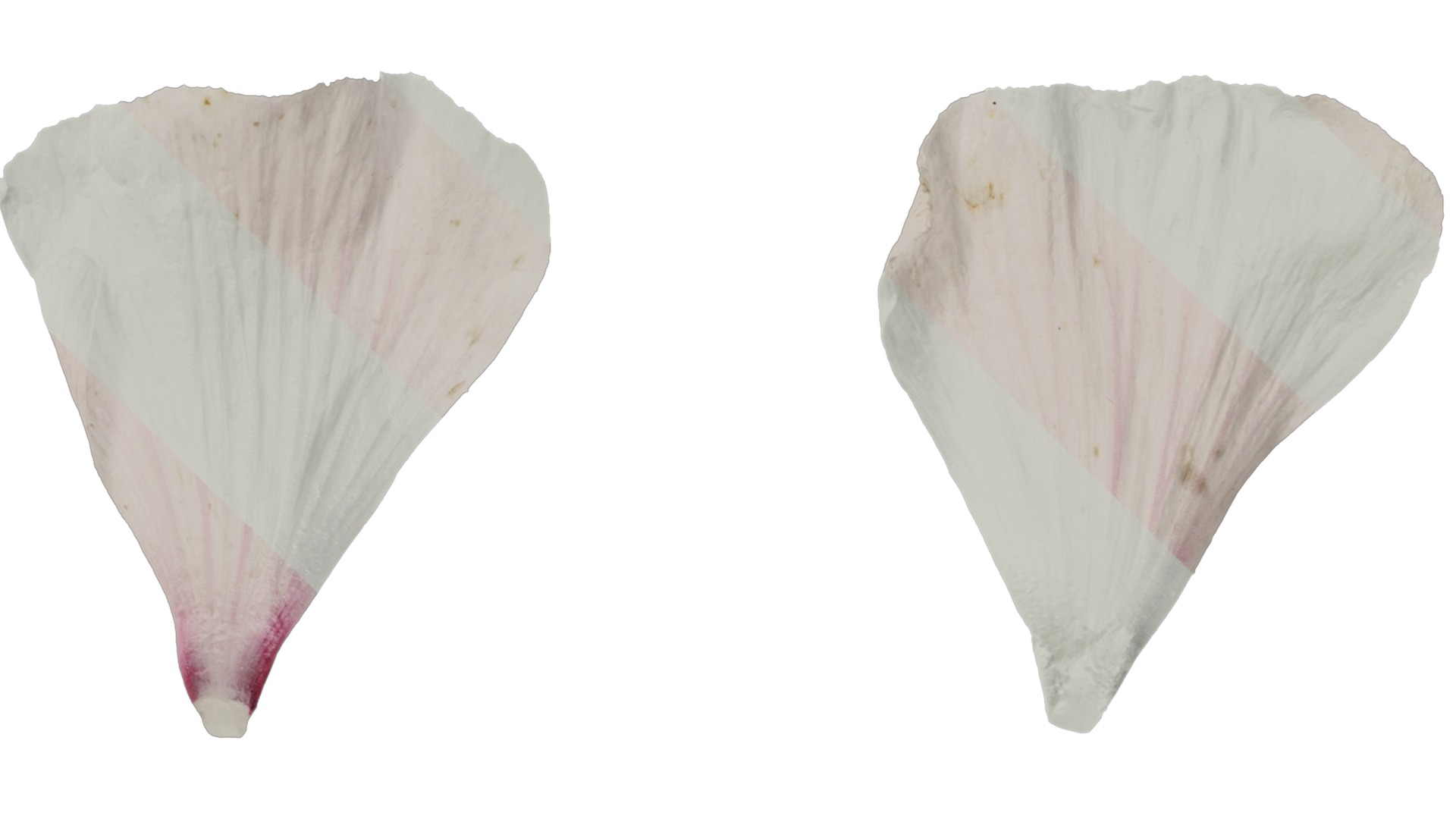 Anydrafts Lavatera trimestris Flower 04 Texture_4