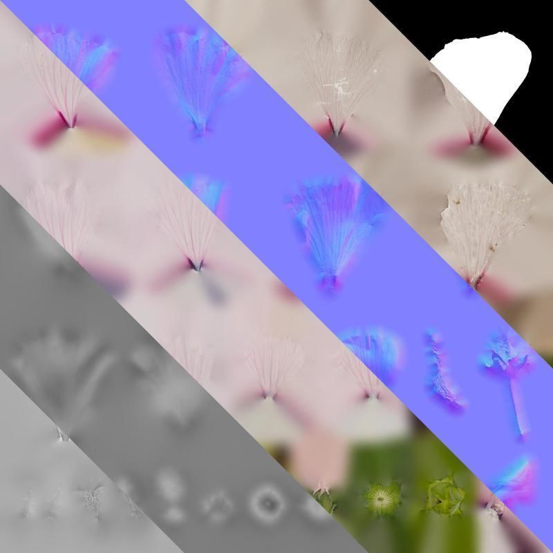 Anydrafts Lavatera trimestris Flower 04 Texture_8