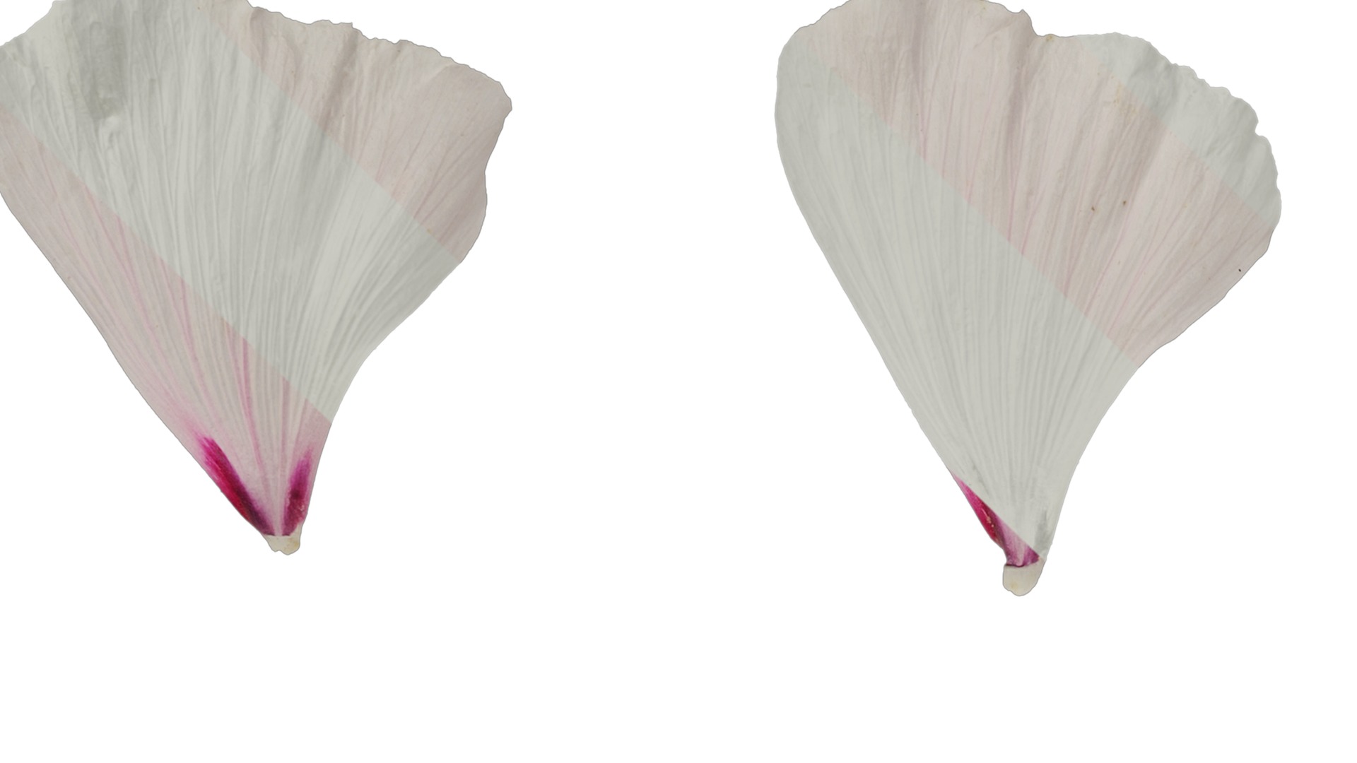 Anydrafts Lavatera trimestris Flower 04 Texture_1