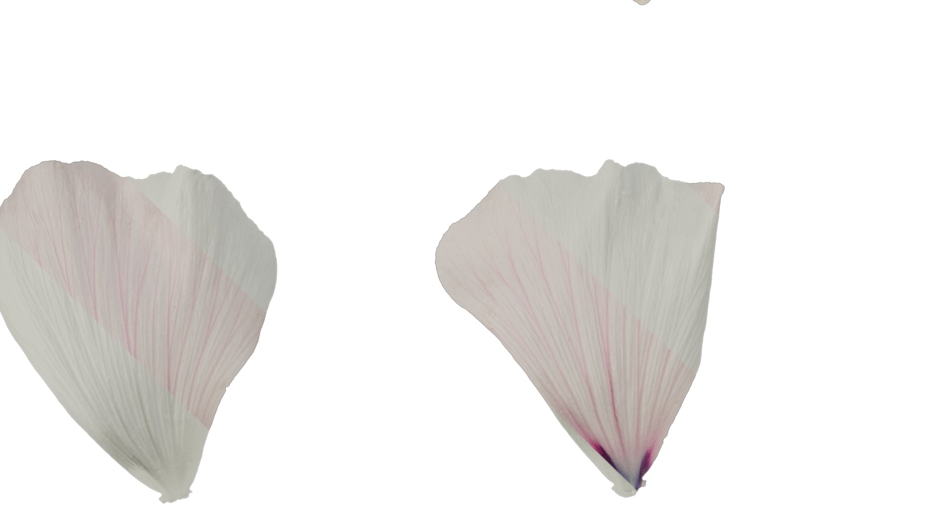 Anydrafts Lavatera trimestris Flower 04 Texture_3