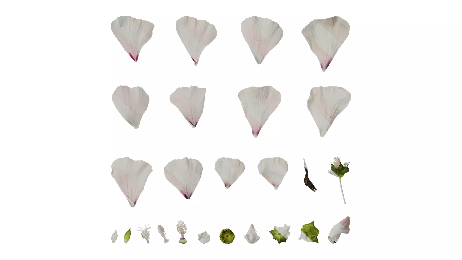 Anydrafts Lavatera trimestris Flower 04 Texture_0