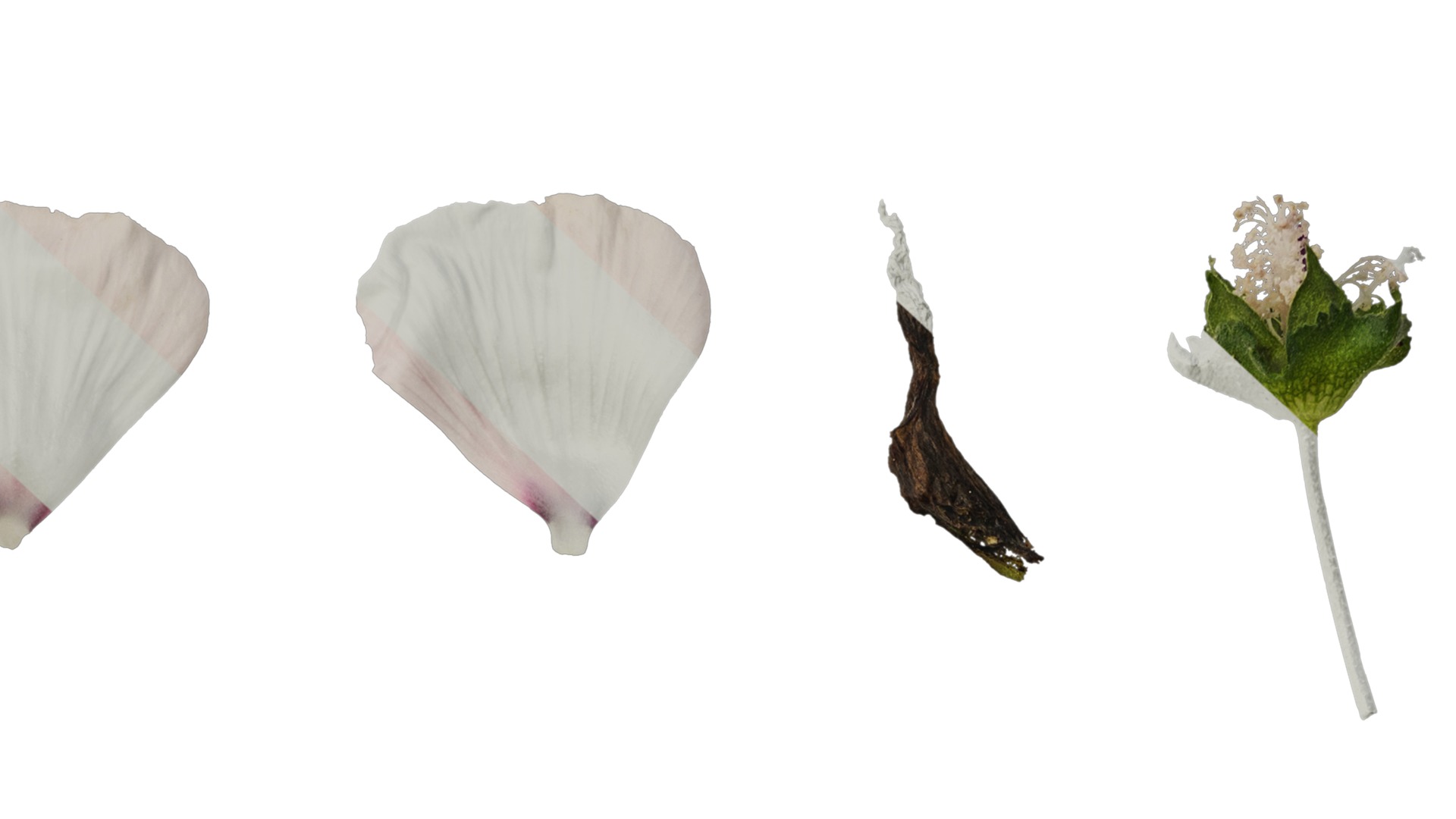 Anydrafts Lavatera trimestris Flower 04 Texture_6