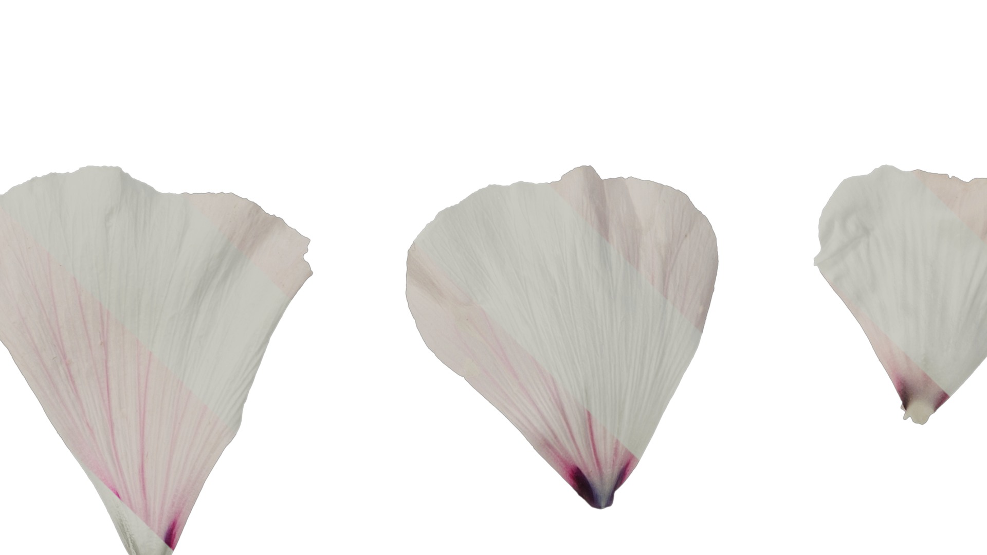 Anydrafts Lavatera trimestris Flower 04 Texture_5