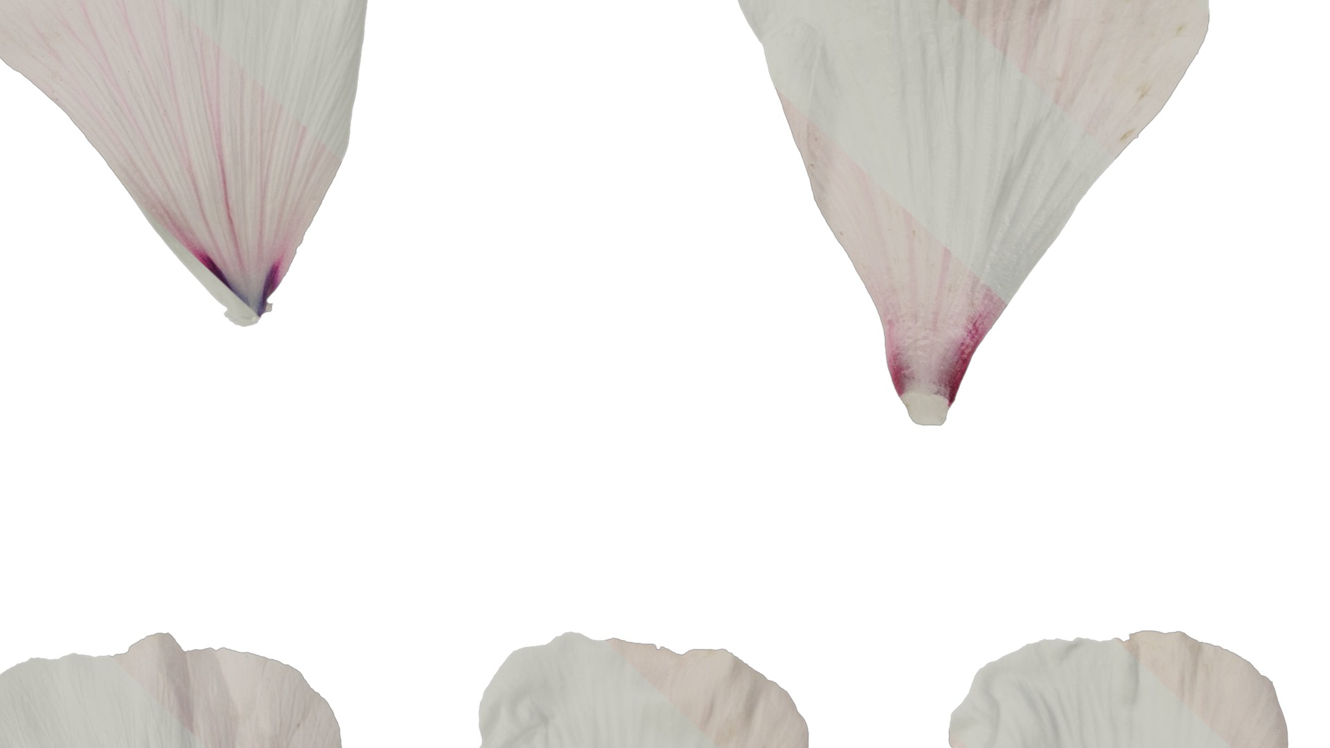 Anydrafts Lavatera trimestris Flower 04 Texture_7