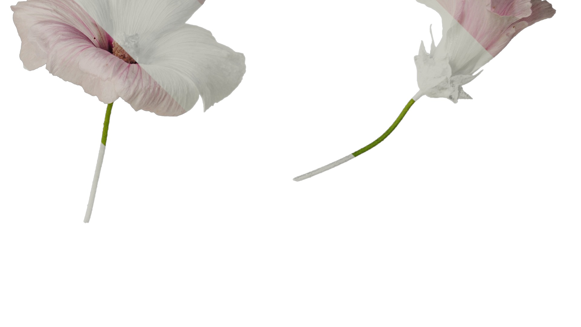 Anydrafts Lavatera trimestris Flower 05 Texture_2