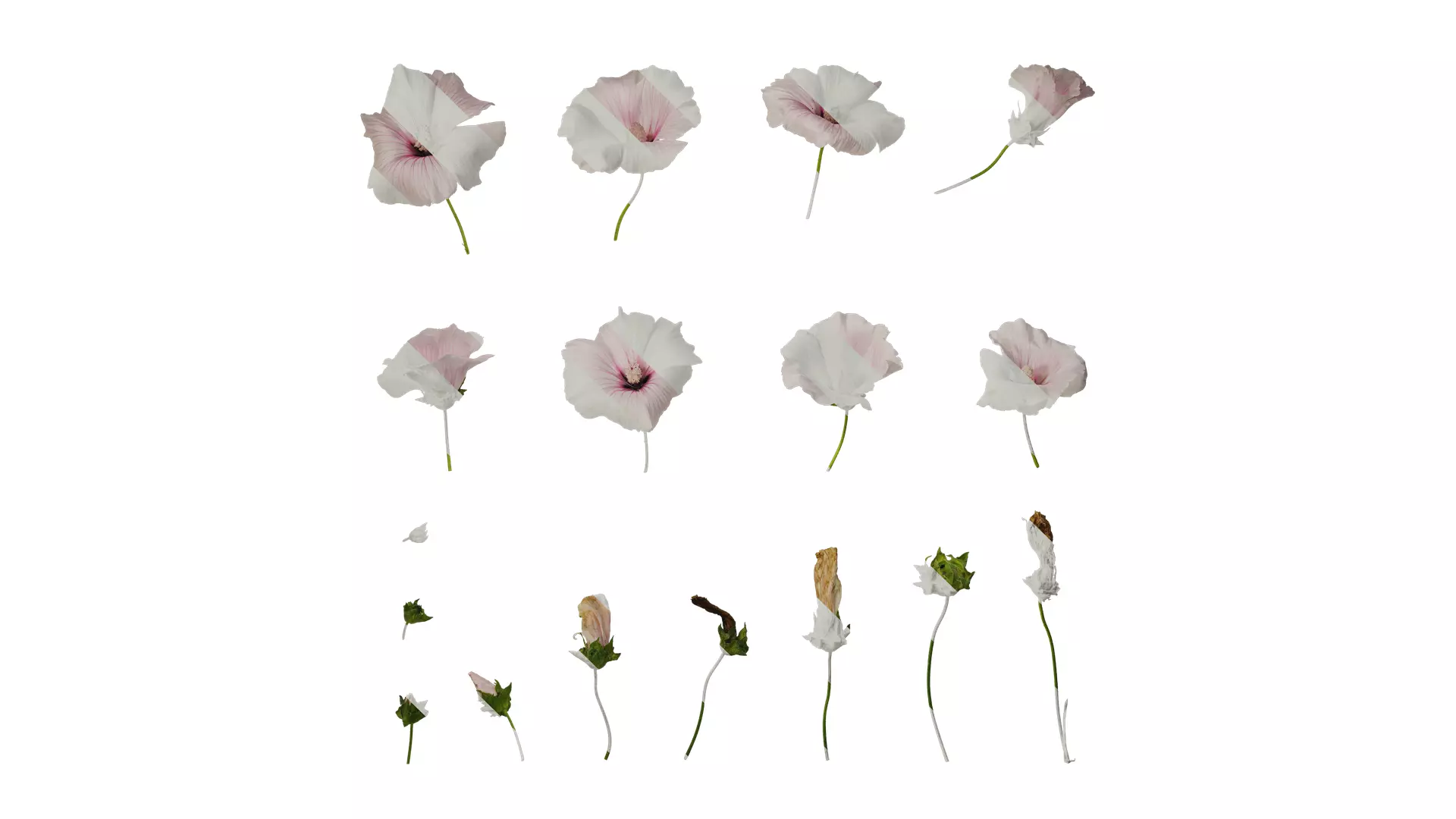 Anydrafts Lavatera trimestris Flower 05 Texture_0