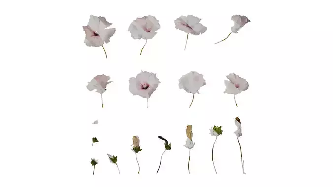 Anydrafts Lavatera trimestris Flower 05 Texture