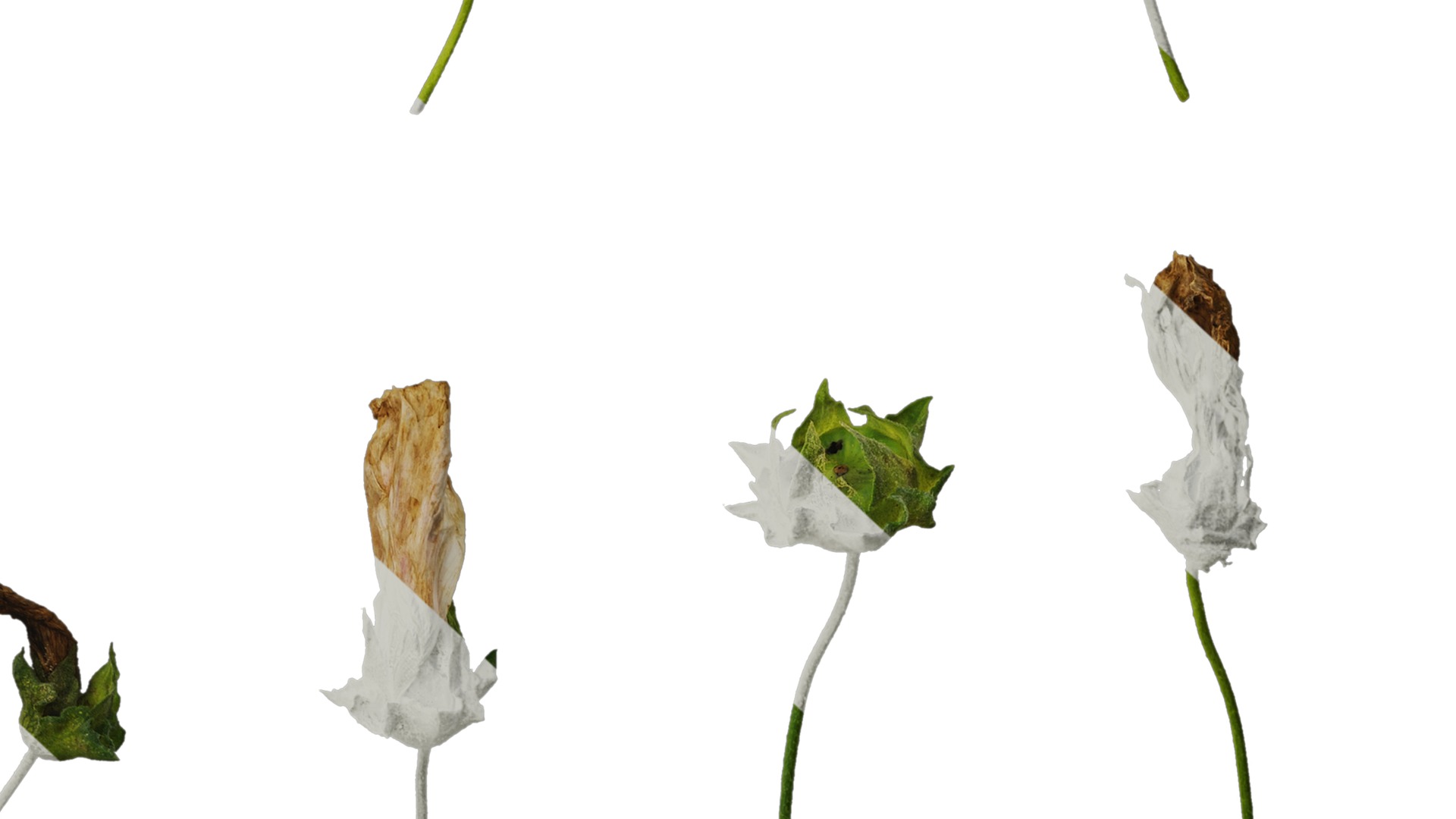 Anydrafts Lavatera trimestris Flower 05 Texture_6