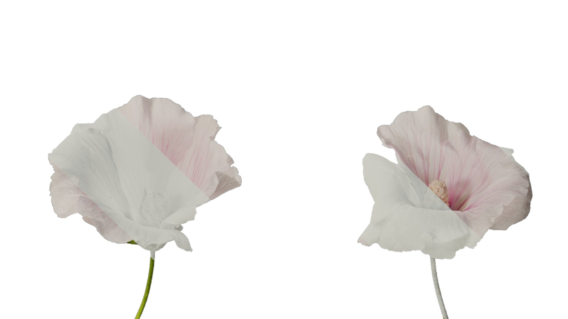 Anydrafts Lavatera trimestris Flower 05 Texture_4