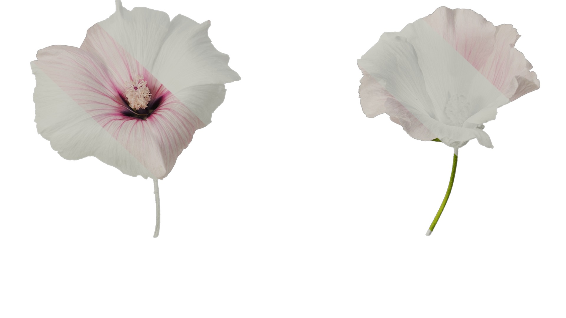 Anydrafts Lavatera trimestris Flower 05 Texture_7