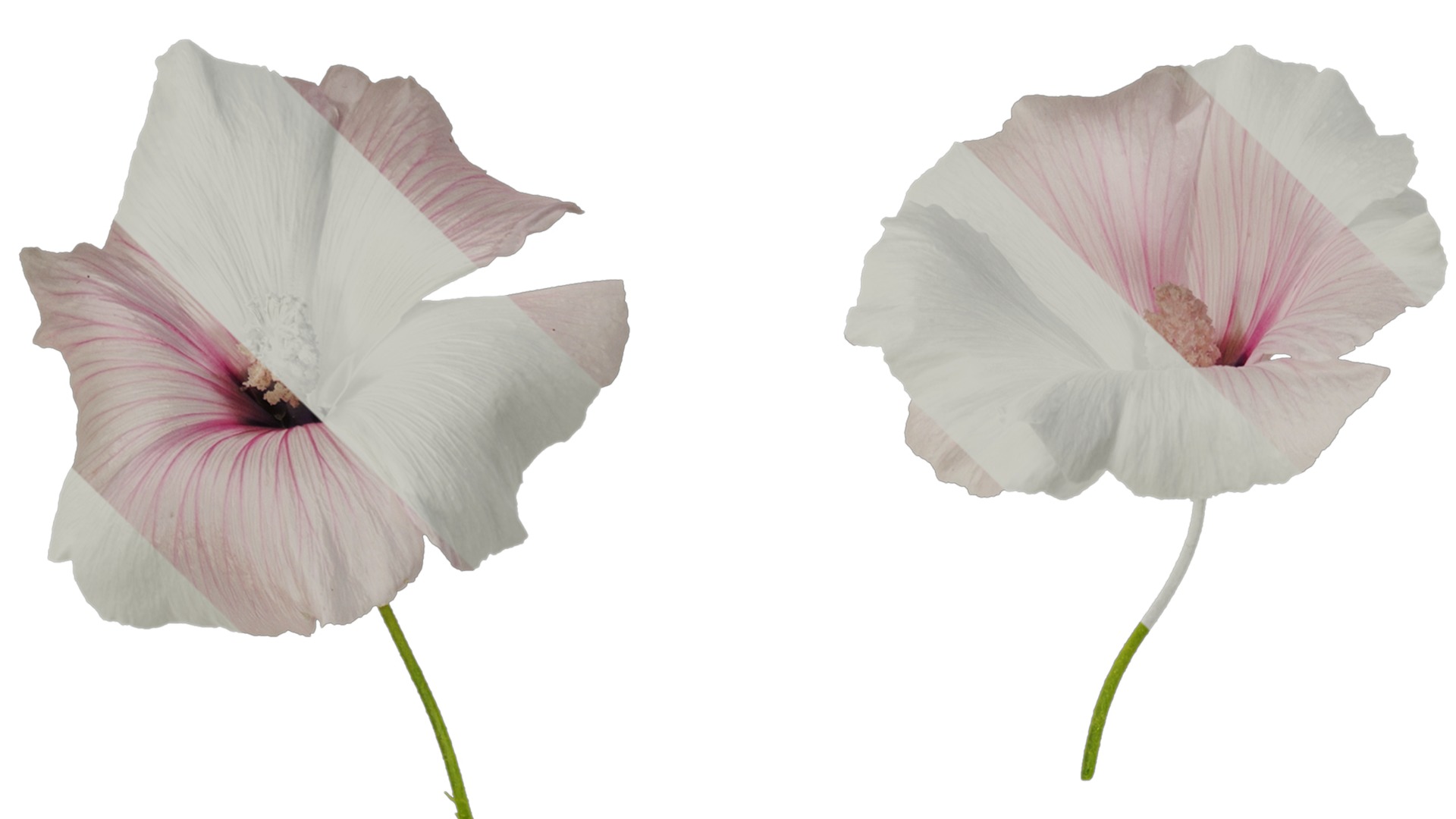 Anydrafts Lavatera trimestris Flower 05 Texture_1