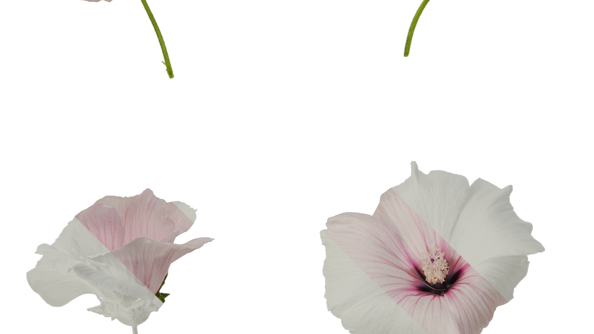 Anydrafts Lavatera trimestris Flower 05 Texture_3